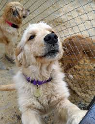 Are you in search of golden retriever puppies for sale? International Outreach Dogs Retrieve A Golden Of The Midwest