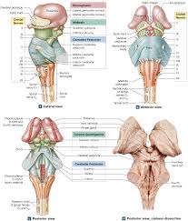 14 3 Brainstem The Medulla Oblongata Relays Signals Between The Rest Of The Brain And The Spinal Cord Brain Anatomy Nervous System Anatomy Cranial Nerves