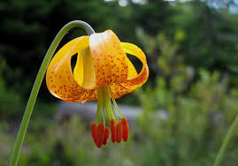 Image result for Lilium formosanum
