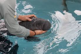 Baby manatee getting bottle fed. Moana A Rescued Baby Manatee Recuperates In Puerto Rico Lifestyle Theweeklyjournal Com