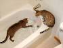 The 12 Best Cat Drinking Fountains Of 2020 - Bengal Cats