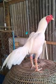 Ayam aduan import ayam thailand original ayam bangkok super ayam aseel pakistan ayam burma ayam saigon ayam shamo ayam brazil ayam bk vietnam ayam pakhoe ayam pama iq line ayam phuket thailand leung hang khao black long tail ayam. Pin Di Gallos De Pelea