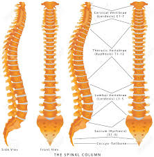 Following code snippet shows how this can be done. Spinal Column Anatomy Anatomy Drawing Diagram