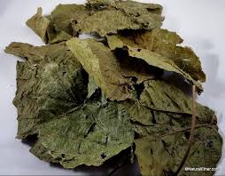 Image result for Alchornea cordifolia