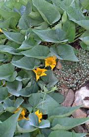 Image result for Cucurbita