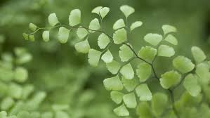 Jenis rumput hias apa yang tepat untuk taman idaman anda? 5 Tanaman Paku Cantik Yang Dapat Dijadikan Tanaman Hias