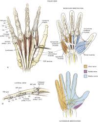 Both tendons and ligaments are dense regular connective tissue, because of its two properties: Wrist And Hand Clinical Gate