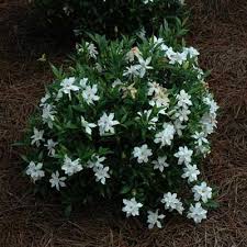 Dwarf Radicans Gardenia Shrub Evergreen Plants Gardenia Plant Dwarf Shrubs