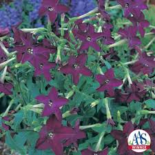 Image result for Nicotiana
