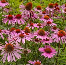 The flowers bloom for around six weeks each summer, attracting every bee, butterfly, and beneficial insect for miles around. 20 Best Perennial Flowers Easy Perennial Plants To Grow