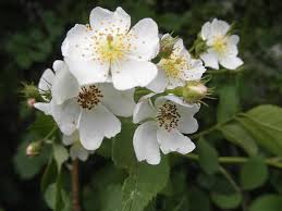 Maybe you would like to learn more about one of these? Wild Blackberry Flowers By Jeanette Oberholtzer In 2021 Flower Aesthetic Flowers Blackberry