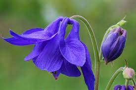 Pin On Perennial Flowers Part 1 3