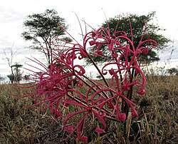 Image result for Ammocharis tinneana