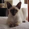 Chocolate Point Siamese - All About Siamese Cats