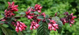 Image result for Cestrum elegans