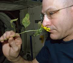 First ever bites of space-grown food