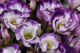 Maybe you would like to learn more about one of these? 22 Purple Flowers For Gardens Perennials Annuals With Purple Blossoms