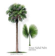 Check spelling or type a new query. Texas Tree Selector Tree Description