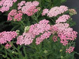 Homestead Growers Blog Achillea Flower Pots Yarrow Plant