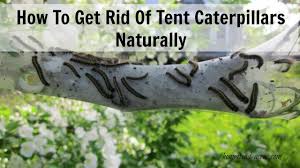 Be vigilant with your plants and look for eggs, as well as caterpillars. How To Get Rid Of Tent Caterpillars Homestead Acres