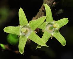 Image result for Canthium