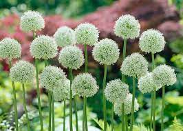 Pin On Gardening
