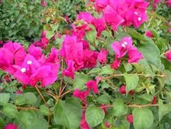 Plant database entry for bougainvillea don mario® with 25 data details. Bougainvillea Don Fernando Blooms Dark Red With An Orange Tinge Tropical Zone 9