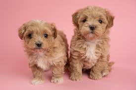 Browse thru thousands of maltipoo dogs for adoption near houston, texas, usa area, listed by dog rescue organizations and individuals, to find your match. Maltipoo Puppies For Sale 10 Year Health Guarantee Obedience Training Optional