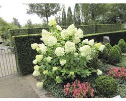 Like its progenitor, prime® offers a lavish display of greenish white panicle flowers that look cool in summer and shade pink in fall. Rispenhortensie Hydrangea Paniculata Limelight H 60 100 Cm Co 12 L Bei Hornbach Kaufen