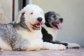 However, if you're up for the challenge, owning a the breed has a striking hair color and pattern. 25 White Dog Breeds That Will Steal Make A Meal Of Your Heart