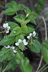Image result for Cleome aculeata