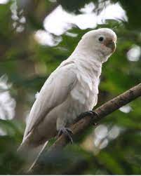 Goffin's cockatoos can live up to 40 years. Tanimbar Corella Wikipedia