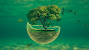 Nature Desktop Wallpaper