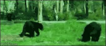 Bears Go Home You Are Drunk Know Your Meme