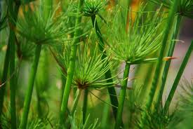 Image result for Cyperus