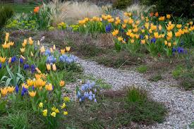 Check spelling or type a new query. Colorblends Got Deer Plant Deer Resistant Bulbs