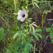 Image result for Hibiscus cannabinus