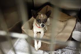 Match made on care.com every 3 minutes, so find your perfect pet care provider today. Should You Buy A Dog From A Pet Store California Wants To Ban It