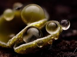 Image result for Chlorosplenium chlora