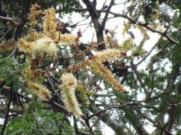 Image result for Newtonia hildebrandtii