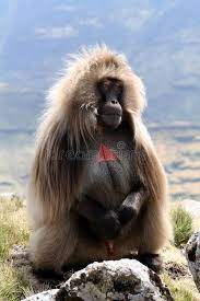 Gelada Baboon Gelada Babbon In Simien Mountains Ethiopia Ad Babbon Baboon Gelada Ethiopia Mountains Ad Baboon Stock Photos Animals