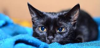 Look at pictures of bombay kittens who need a home. Bombay Cat Breed Information Characteristics And Facts