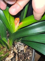 Image result for clivia