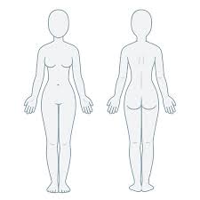 Female anatomy includes the external genitals, or the vulva, and the internal reproductive organs. Nude Female Body Front And Back View Blank Woman Body Template For Medical Infographic Isolated Vector Illustration Lizenzfreie Vektorgrafiken
