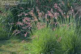 Maybe you would like to learn more about one of these? Plantfiles Pictures Ruby Grass Bristle Leaved Redtop Savannah Melinis Nerviglumis By Paris2013