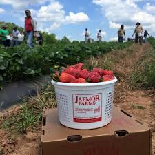 Maybe you would like to learn more about one of these? From Fruit To Nuts When To Pick Your Favorites In Georgia Official Georgia Tourism Travel Website Explore Georgia Org