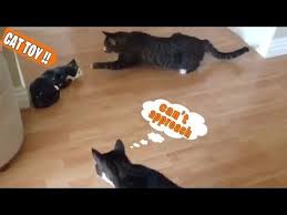 Pets Arena Youtube Scared Cat Funny Cats Funny Cat Videos