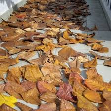 Ketapang atau katapang (terminalia catappa) adalah nama sejenis pohon tepi pantai yang rindang. Jual Daun Ketapang Kering Di Lapak Kioskids Id Bukalapak