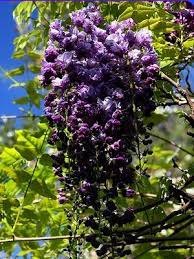 Wisteria Black Dragon The Darkest Purple For A Wisteria Variety But Still Fairly Bright Aquaponics Fast Growing Plants Wisteria
