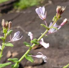 Image result for Cleome monophylla